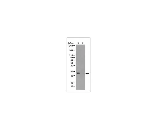 62-8524-74 Anti-N3-Phosphohistidine (3-pHis) Antibody, clone SC39-6 MABS1351
