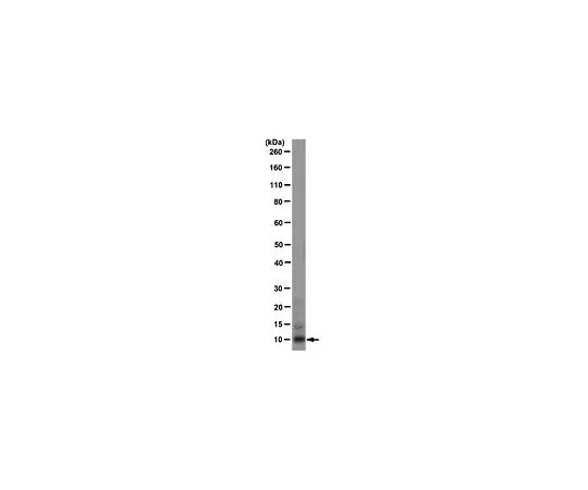 62-8521-82 Anti-Calcyclin, clone CPTC-Calcyclin-2; 100 μg MABS31