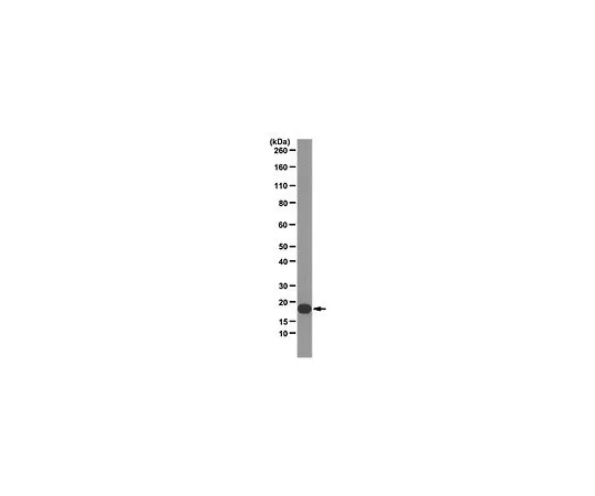 62-8508-80 Anti-Interleukin-1 beta (IL-1B), clone 4A7; 100 μg MABF18