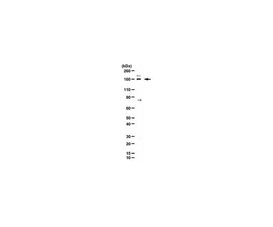 62-8473-36 Anti-Liprin Alpha 1 ABT268