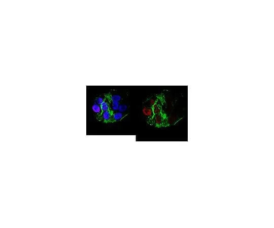 62-8507-26 Anti-Acetyl Histone H3 (Lys27) Antibody, clone 5E2.2 MABE670