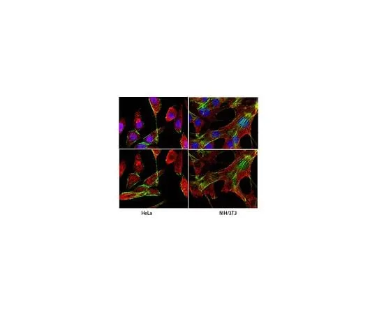 62-8489-15 Anti-Glyceraldehyde-3-Phosphate Dehydrogenase, clone 6C5; 200 μg MAB374