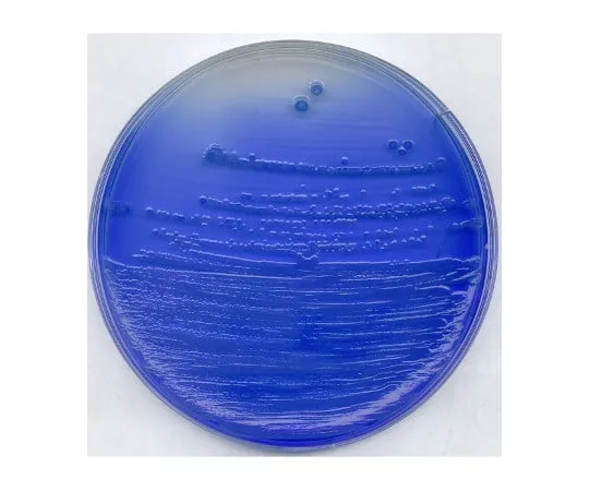 61-0200-09 China Blue Lactose Agar Medium for Microbiology 102348 500G 1.02348.0500