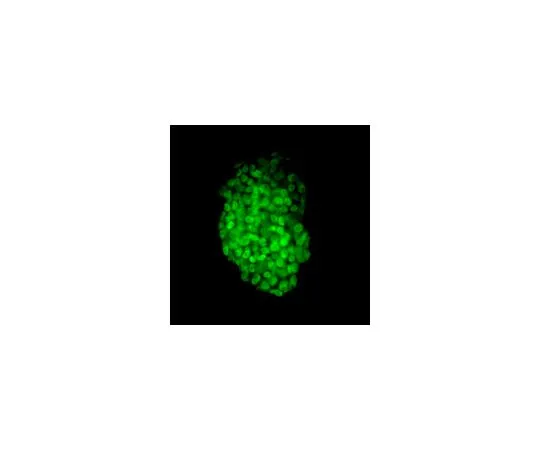 62-8532-76 Fluorescent Mo*** ES/iPS Cell Characterization Kit SCR077