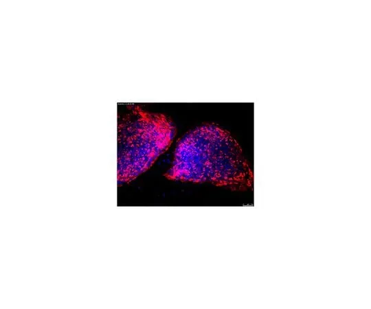 62-8496-64 Anti-TRA-1-60, clone TRA-1-60, Cy3 conjugate MAB4360C3