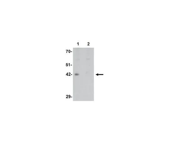 62-8471-07 Anti-DPAGT1 ABS763