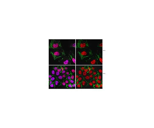 62-8505-70 Anti-Replication Protein A, clone RPA34-20 MABE285