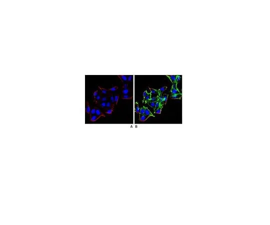 62-8493-88 Anti-beta Arrestin 1, clone 3H11.2; 100 μg MAB2609