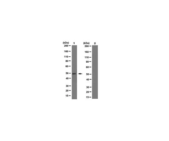 62-8503-69 Anti-IDH1/2 Mutant (R132/172) Antibody, clone MsMab-1 MABC1103