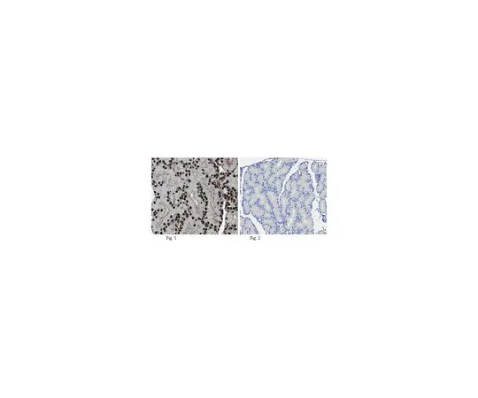62-8505-48 Anti-FTO, clone 5-2H10; 100 μg MABE227