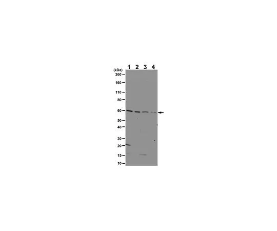 62-8471-44 Anti-IRX-3 ABS1050