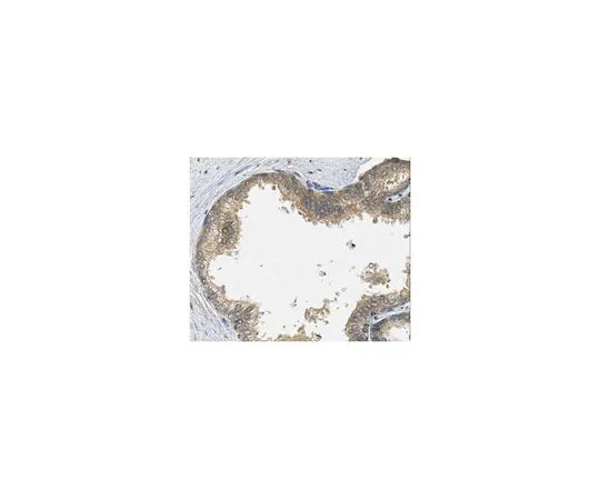 62-8502-33 Anti-Kallikrein 2/KLK2 Antibody, clone 4F2.3 MABC563