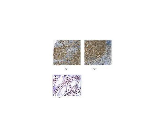 62-8526-57 Anti-MSN, clone 2C12 MABT456 MABT456