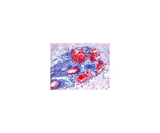 62-8534-94 Oil red O solution 1.02419.0250