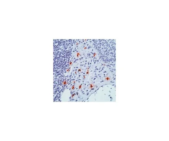 62-8428-18 Anti-Mast Cell Tryptase Mo*** mAb (AA1) 444905-100UG