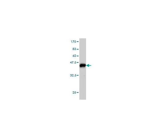62-8477-67 Anti-PAFAH1B1 Mo*** mAb (2C12) AP1170-100UG