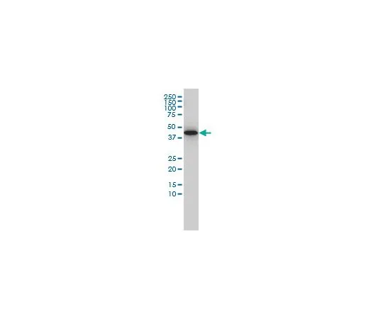 62-8533-91 Anti-GNA13 Mo*** mAb (6F6-B5) ST1629-100UG