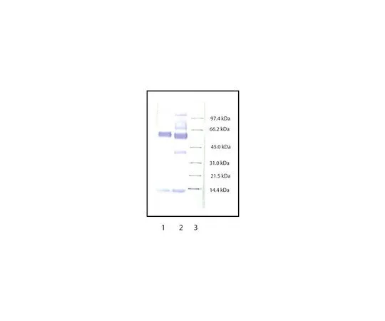 62-8429-40 Anti-Myeloperoxidase Rabbit pAb 475915-1ML