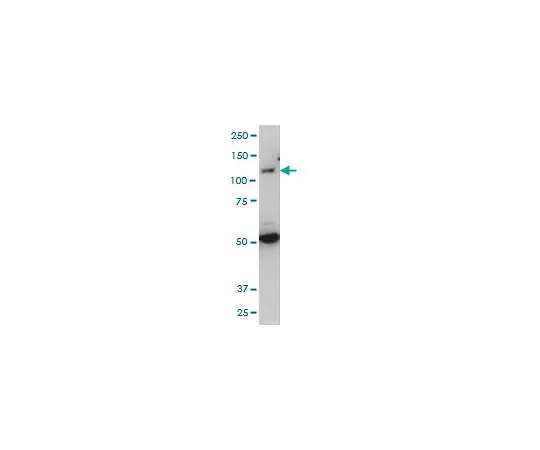 62-8477-71 Anti-TLR7 Mo*** mAb (2C9) AP1181-100UG