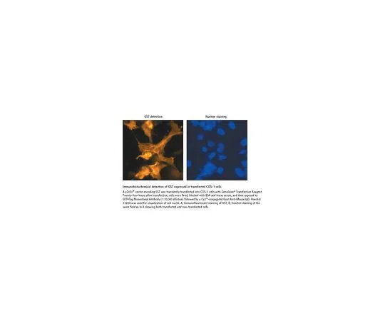 62-8403-31 GST⋅Tag(TM) Monoclonal Antibody 71097-3