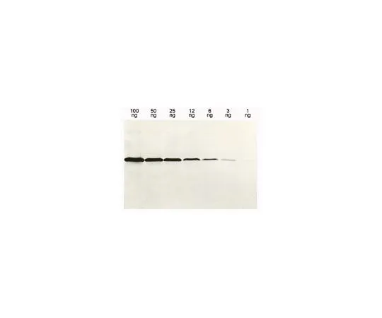 62-8528-67 Anti-Histidine-Tagged Protein Mo*** mAb (13/45/31/2) OB05-100UG