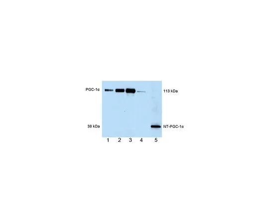 62-8533-49 Anti-PGC-1α Mouse mAb (4C1.3) ST1202-1SET