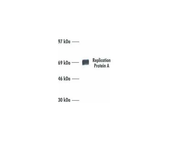 62-8528-18 Anti-Replication Protein A (Ab-1) Mo*** mAb (RPA70-9) NA13-100UG