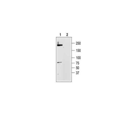 62-8443-41 Anti-CaV1.2 (818-835) Rabbit Polyclonal Antibody 681507-1ST