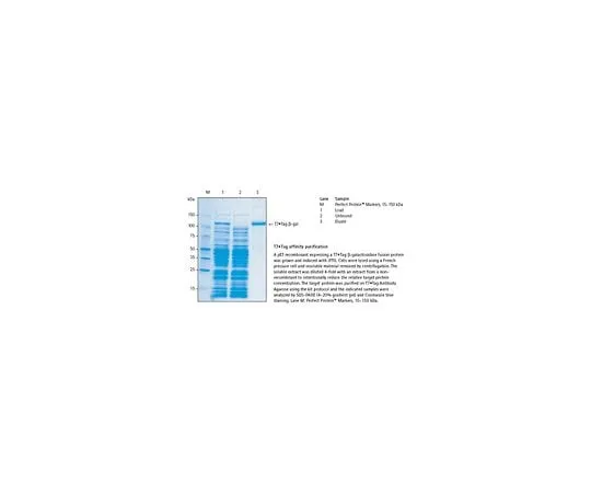 62-8399-88 T7⋅Tag(R) Affinity Purification Kit 69025-3