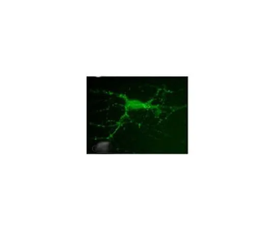 62-8480-84 Anti-PSD-95 (Ab-2) Mo*** mAb (7E3-1B8) CP35-100UL