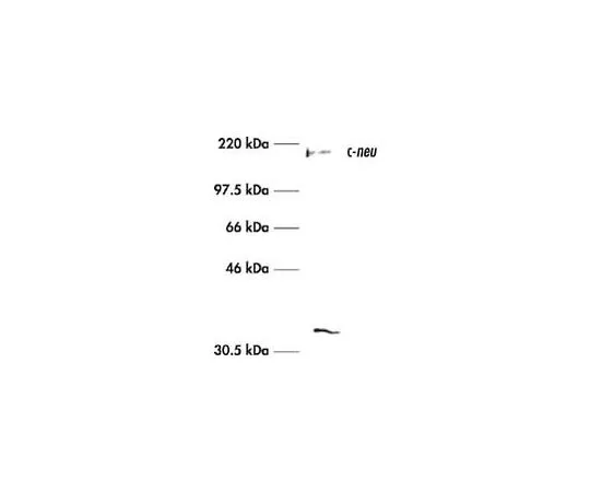 62-8528-85 Anti-c-ErbB2/c-Neu (Ab-3) Mo*** mAb (3B5) OP15-100UG
