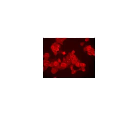 62-8487-36 Anti-Epidermal Growth Factor Receptor (Ab-5) Mo*** mAb (EGFR.1) GR15-100UG