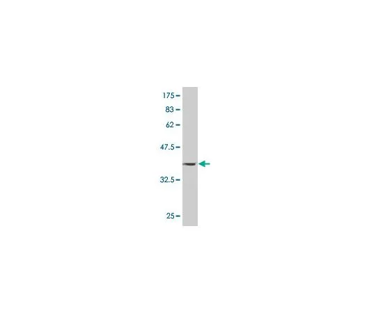 62-8534-20 Anti-PAPPA Mo*** mAb (1G3) ST1714-100UG