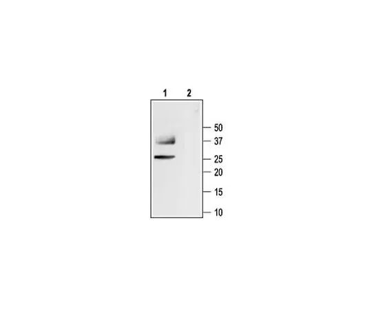 62-8408-39 Anti-Aquaporin 1 (243-261) Rabbit Polyclonal Antibody 178611-1ST