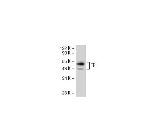 62-8440-96 Anti-Tissue Factor Mo*** mAb (TF9-10H10) 612161-500UG