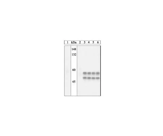 62-8530-61 PhosphoDetect(TM) Anti-JNK1&2 (pThr183/Tyr185) Rabbit pAb PS1019-100UL