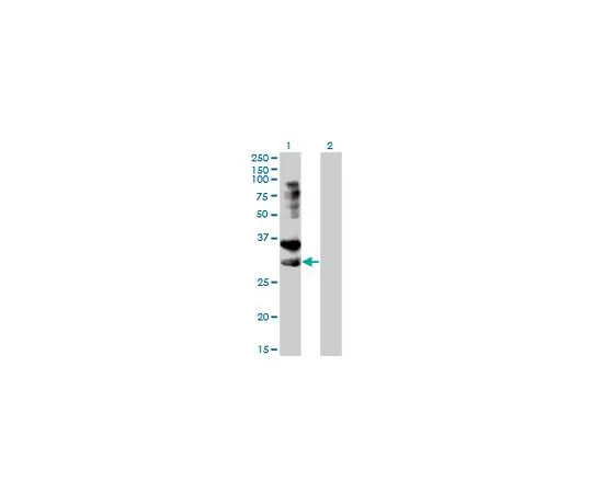 62-8477-62 Anti-TNFRSF14 Mo*** mAb (2G6-2C7) AP1159-100UG