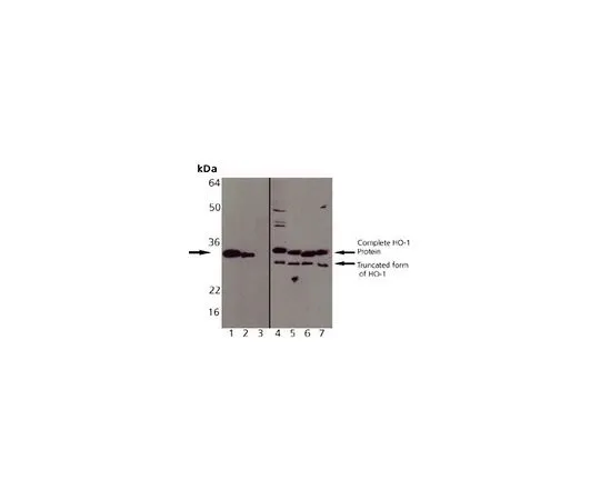 62-8421-99 Anti-Heme Oxygenase-1 (1-30) Rabbit pAb 374090-100UL
