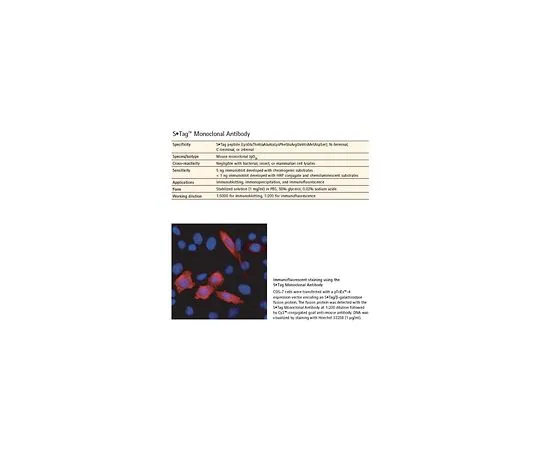 62-8404-81 S⋅Tag(TM) Monoclonal Antibody 71549-3