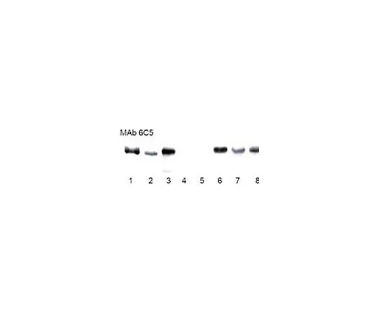 62-8478-72 Anti-GAPDH Mo*** mAb (6C5) CB1001-500UG