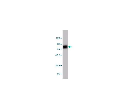 62-8477-63 Anti-NDRG1 Mo*** mAb (2D7) AP1160-100UG