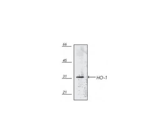 62-8421-98 Anti-Heme Oxygenase-1 Mo*** mAb (HO-1-1) 374087-200UG