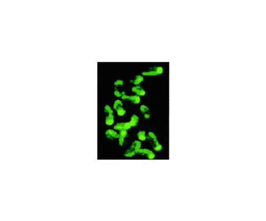 62-8528-31 Anti-5-Methylcytosine Mo*** mAb (162 33 D3) NA81-50UG
