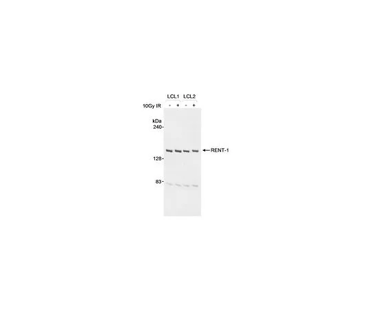 62-8481-27 Anti-RENT1 Goat pAb DR1015-100UG