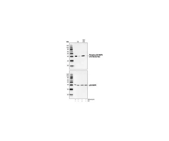62-8431-82 Anti-p38 MAP Kinase (341-360) Rabbit pAb 506123-200UL