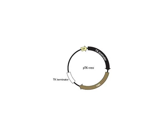 62-8403-98 pTK-neo DNA 71284-3