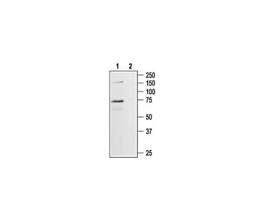 62-8431-78 Anti-P2X7 Receptor (576-595) Rabbit pAb 506107-1SET