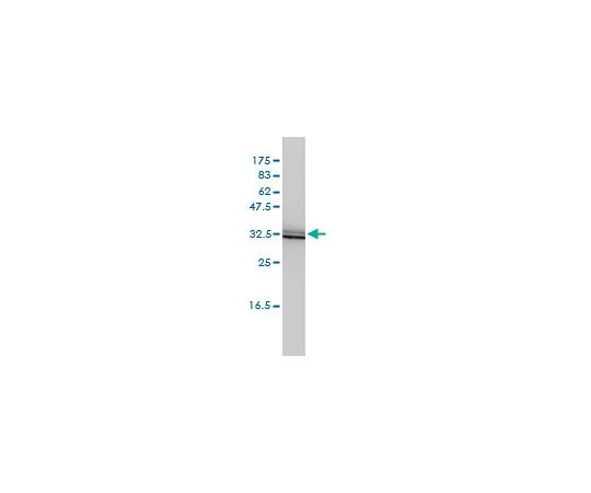 62-8534-08 Anti-SIGIRR Mo*** mAb (3H8-2G3) ST1681-200UL