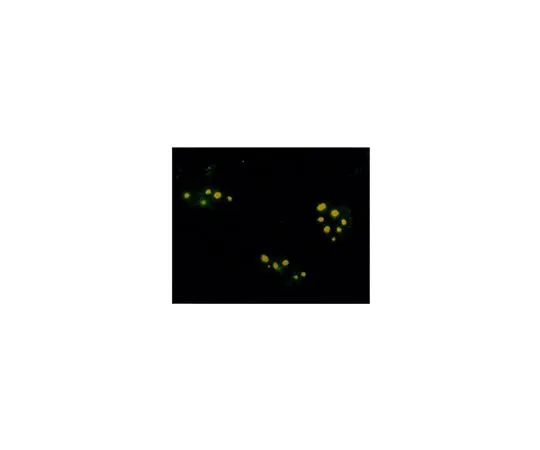 62-8418-24 Anti-Farnesyl Rabbit pAb 341286-100UG