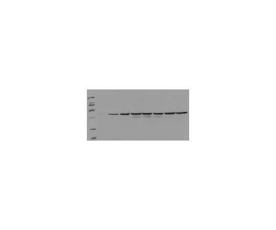 62-8533-35 PhosphoDetect(TM) Anti-Fos (pSer374) Mo*** mAb (34E4) ST1029-1SET